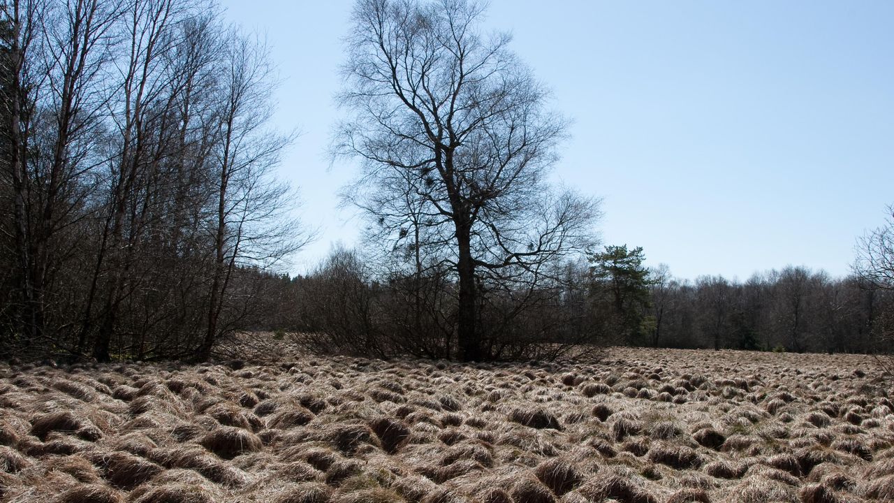 Schwarzes Moor Schwarzes Moor